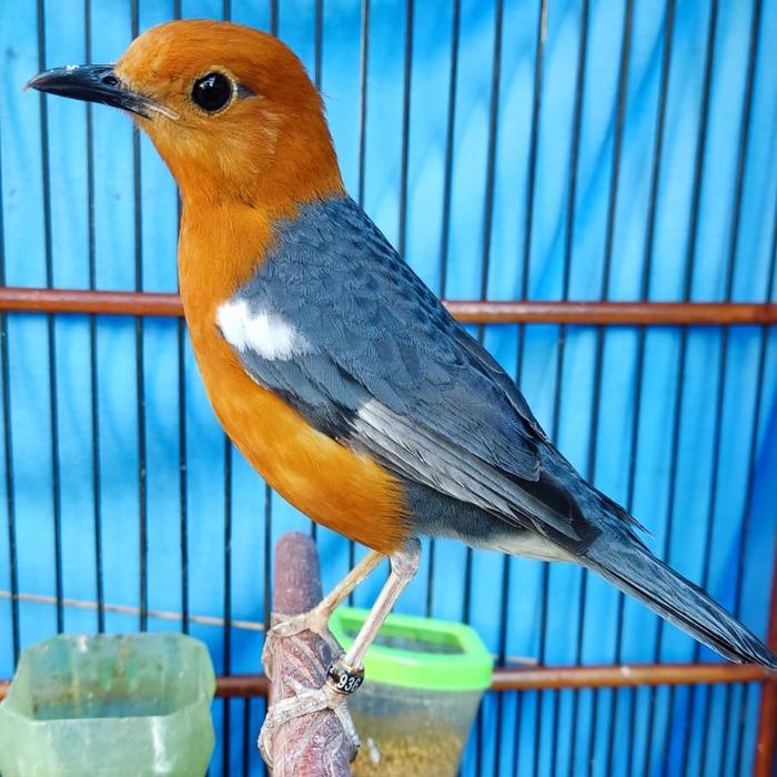 Jual Burung Anis merah trotol jantan - Jakarta Timur - Alzyka | Tokopedia