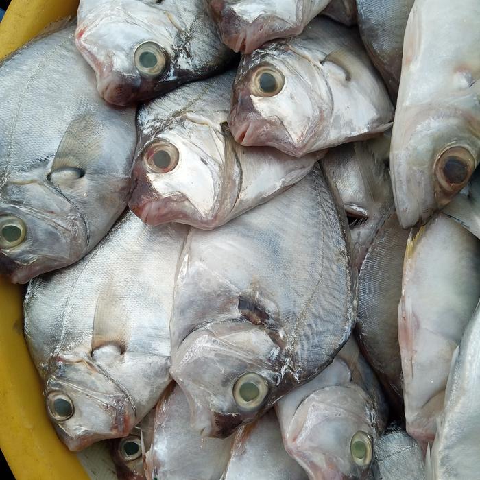 Gambar Ikan laut petek fresh segar - 1/4 kg dari Doyan Daging Store Depok undefined Tokopedia