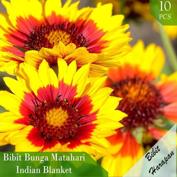 Gambar Bibit Benih Biji Bunga Matahari Black Hole Sun Flower Bibit Unggul - Indian Blanket dari Bibit Harapan undefined Tokopedia