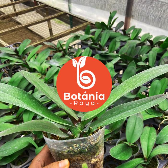 Gambar Anggrek bulan dewasa jumbo hybrid siap berbunga - JUMBO dari Botania Raya undefined Tokopedia