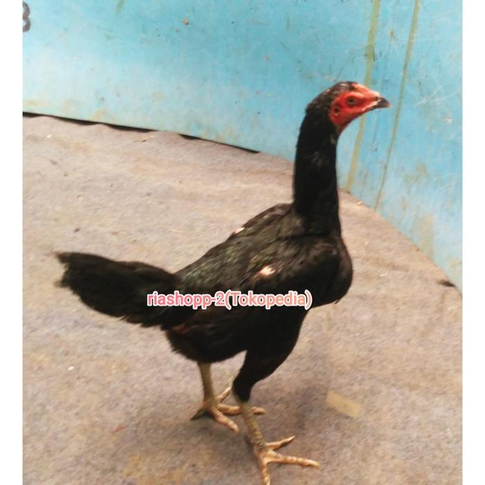 Jual ayam bangkok super betina babon dewasa siap ternak produksi trah