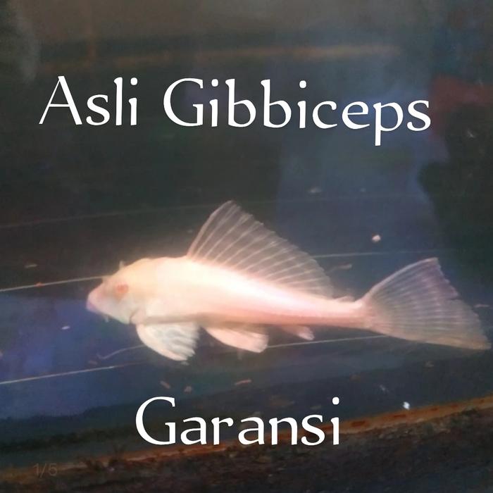 Gambar Sapu Sapu Gibicep || Pleco L083 || Pleco Gibicep || Saph sapu mentega - 3-4 cm dari RRM Goldfish undefined Tokopedia