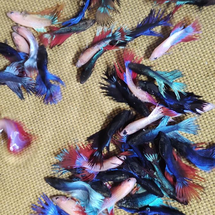 Gambar ikan hias Cupang halfmoon nemo koi super cantik - crown tail, betina dari Kalimaaquatic Part 5 undefined Tokopedia