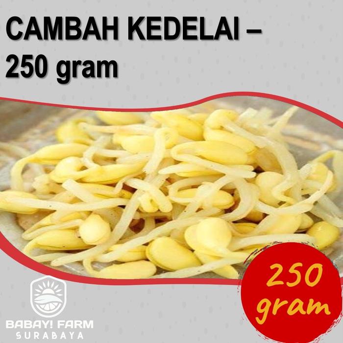 Gambar Kacang Tauge Kecambah / Toge Cambah Pendek Rawon / Cambah Kedelai Dele - Cambah Kedelai dari Babay Farm Surabaya undefined Tokopedia
