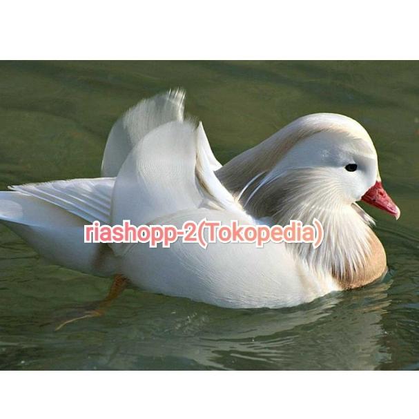 Gambar bebek Mandarin putih import Sultan istimewa dewasa sudah vaksin aman dari riashop-2 undefined Tokopedia