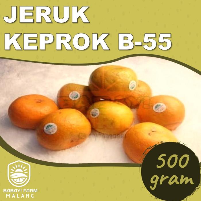 Gambar Buah Jeruk Keprok Batu 55 / B-55 - 500 gram dari Babay Farm Malang undefined Tokopedia