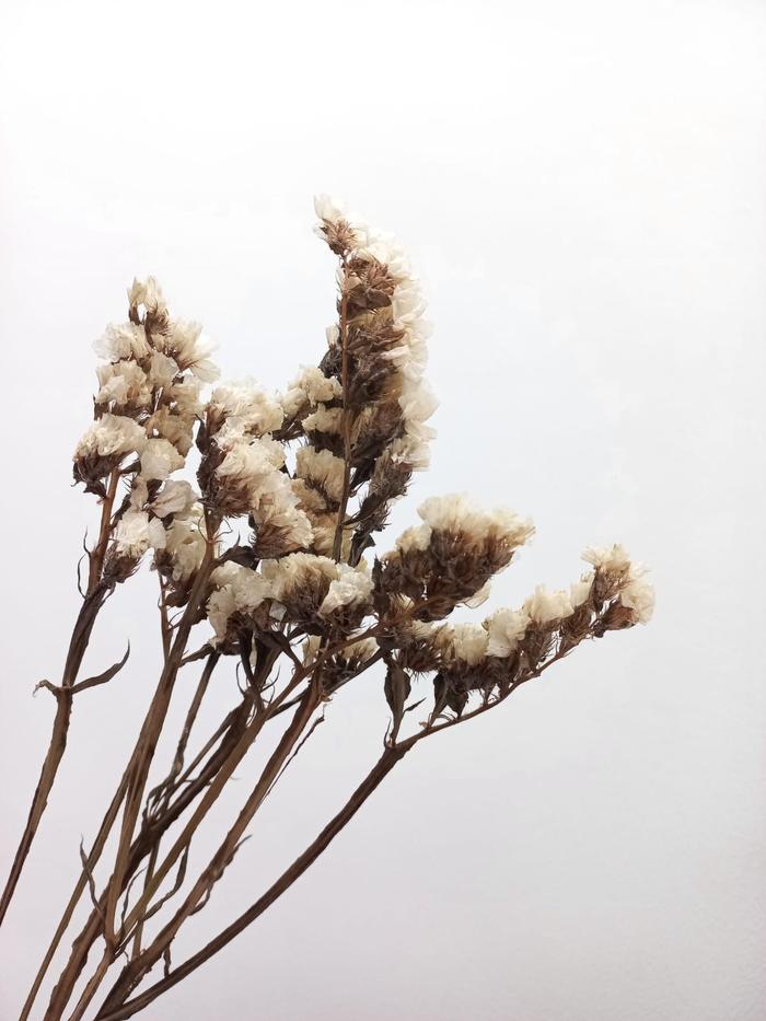 Gambar Bunga Kering / Statice - Putih dari POLA STUDIO undefined Tokopedia