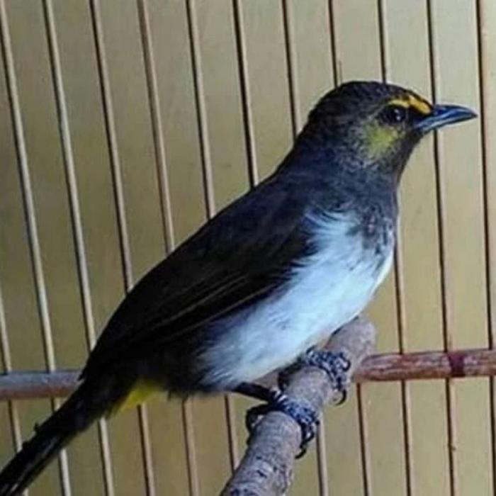 Gambar burung cucak wilis gacor dari Kaktung undefined Tokopedia