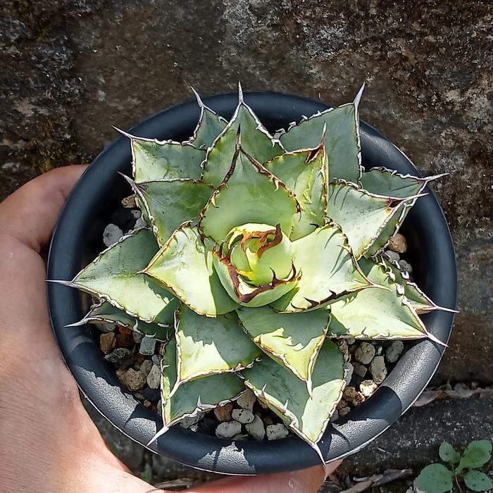 Agave titanota Hades 129 【公式通販】