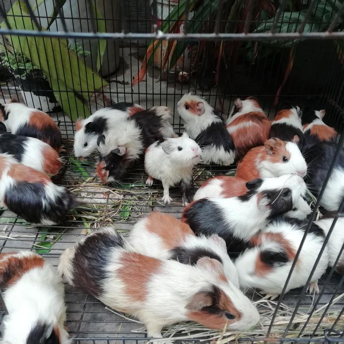 Gambar Anakan Marmut Lokal dari Tamara GP undefined Tokopedia