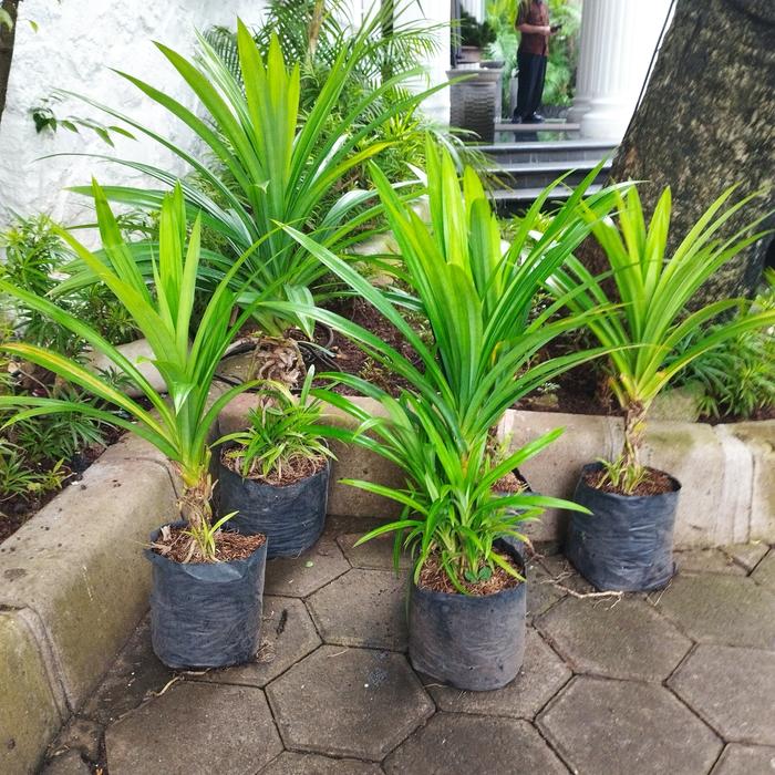 Gambar pohon pandan wangi dari RR Tropis flora undefined Tokopedia