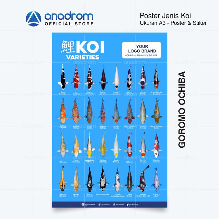 Gambar Poster & Stiker Varian / Jenis Ikan Koi I Poster Koi Varieties Size A3 - GOROMO OCHIBA, STIKER CHROMO dari anadrom undefined Tokopedia