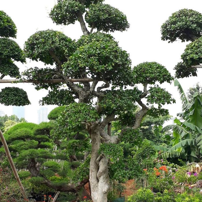 Gambar BONSAI SERUT SIAP PAJANG UNTUK HIASAN TAMAN dari Kebun berkah abu abdillah undefined Tokopedia
