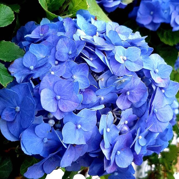 Gambar Tanaman Bunga Hortensia Import / Hydrangeaceae / Bokor (sudah kuncup) - Biru dari Rocketfield Plantary undefined Tokopedia