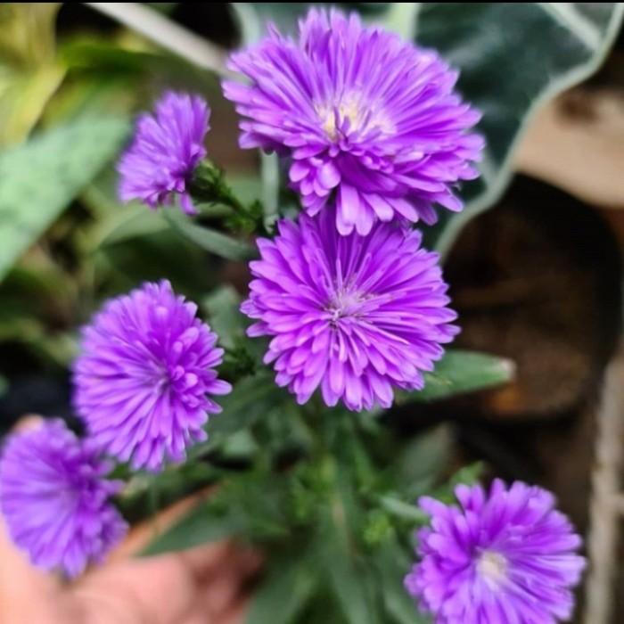 Gambar Tanaman Bunga Aster Pikok / Peacock/ (cocok untuk dekor) - Ungu dari Rocketfield Plantary undefined Tokopedia