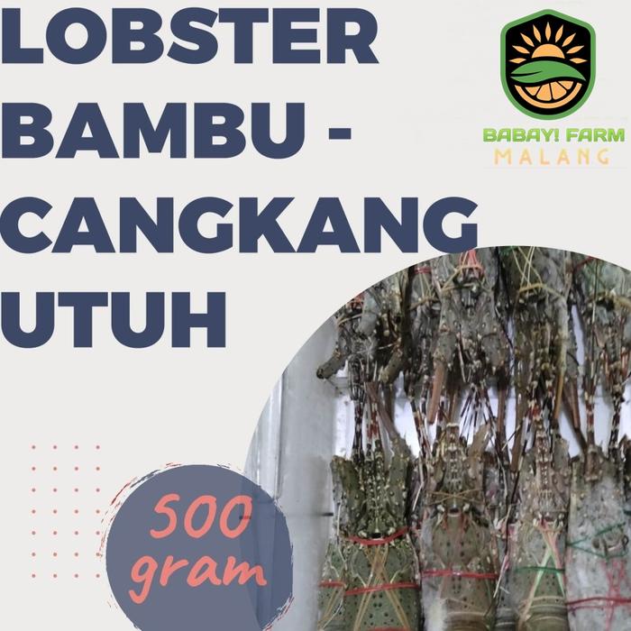 Gambar Lobster Air Laut Bambu Hijau 500 gr 1 kg Cangkang Utuh / Kupas - 500 gr-Utuh dari Babay Farm Malang undefined Tokopedia