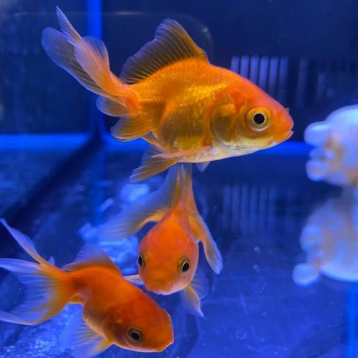 Gambar Ikan Hias Mas Koki Mutiara / Oranda / Black Moor | Ikan Hias Air Tawar - KOKI MERAH dari ANEKA AQUATICS undefined Tokopedia