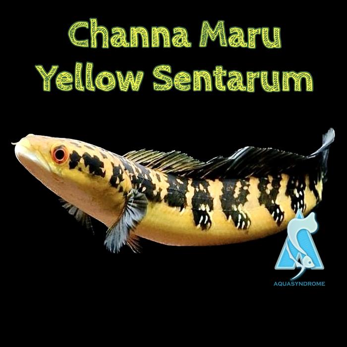 Gambar Ikan Channa Maru Yellow Sentarum / Ikan Hias Predator Aquarium - Size -+10cm dari Kiddies World undefined Tokopedia
