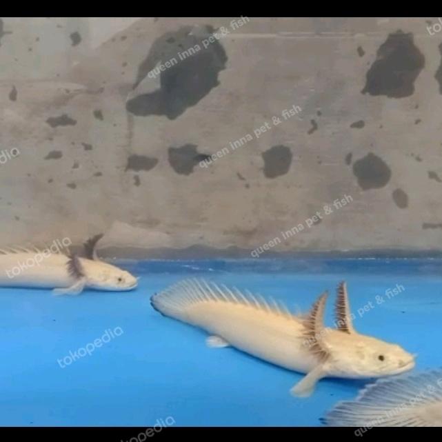Gambar ikan Palmas leucistic / Endlicheri platinum snow white 10 cm grade A dari QUEEN INNA FISH ID undefined Tokopedia