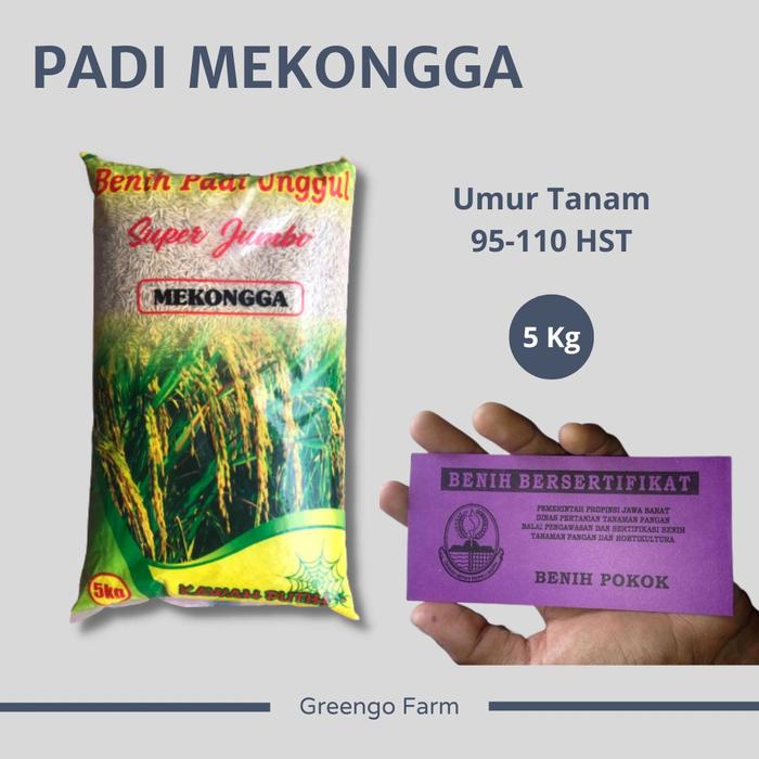 Gambar Benih Padi Varietas Mekongga Super Jumbo 5Kg - kawah putih dari Greengo Farm undefined Tokopedia