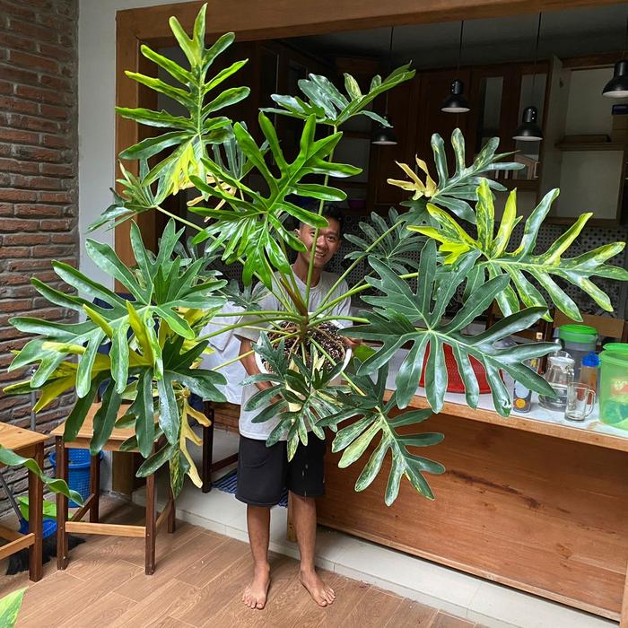 Gambar philodendron java beauty varigata indukan dari all faeza flora undefined Tokopedia