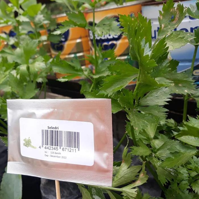 Gambar Bibit Benih 2 Ribuan Sayuran dan Buah Sawi Bayam Kangkung Dll PG TGR - Seledri 50Benih dari CARE SENTOO undefined Tokopedia