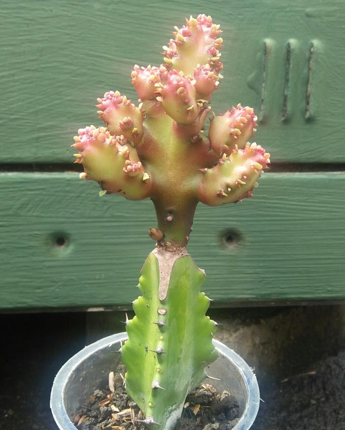 Gambar Euphorbia Lactea Red Dragon Monstrose - grafting lactea dari KAKTUSUK.ID undefined Tokopedia