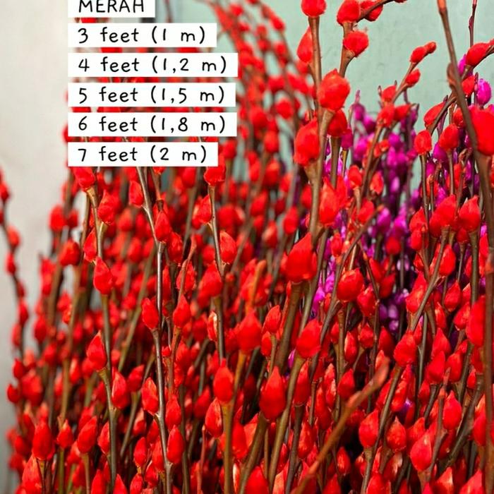 Gambar Pussy Willow Bunga Segar Murah Flower Bunga Potong Segar Tangerang - Merah, 2,1meter dari Bloom Flourish Supplier undefined Tokopedia