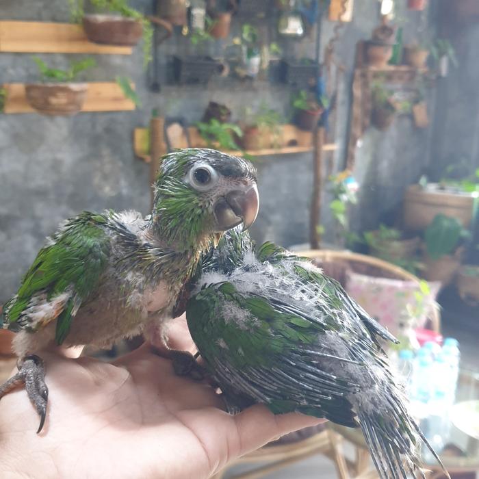 Gambar hans macaw 2bln dari Yod Parrot undefined Tokopedia