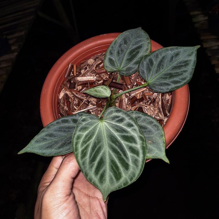 ※希少※アンスリウム　シンバーブラッシュクローム 希少※アンスリウム シンバーブラッシュクローム アンスリウムシルバー