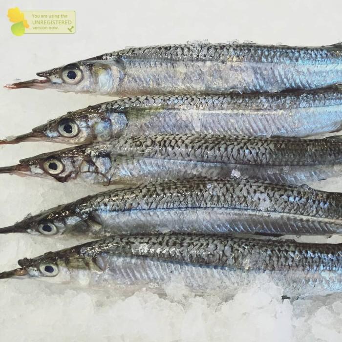 Gambar Ikan Julung Julung / Ikan Kacang Kacang - 1 Kilogram, Random dari Segar Laut Asia undefined Tokopedia