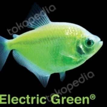 Gambar Hiasan Aquarium/ Aquascape/ Tetra Glow / Hiasan Air Tawar - Green Electric dari NovAquatics Hobbies undefined Tokopedia
