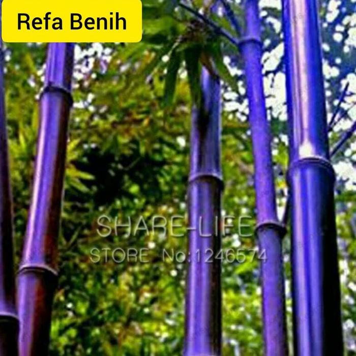 Gambar Biji Benih Tanaman Bambu Ungu F1 Import / Benih Bambu / Bibit Bambu / dari Parabinta undefined Tokopedia