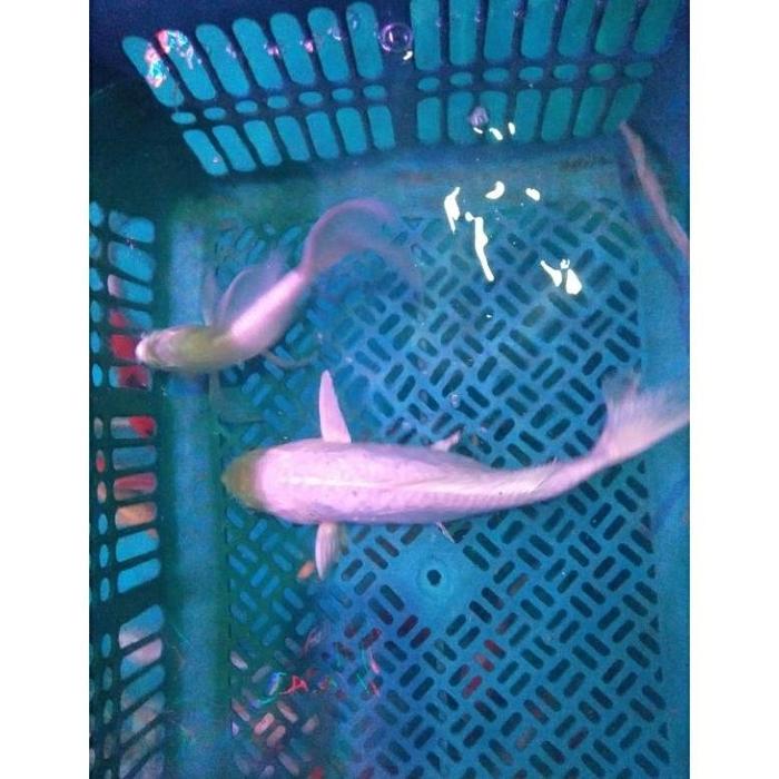 Gambar Bibit Ikan Koi Platinum, Platinum Slayer 18 - 25 Cm #Gratisongkir - Platinum, 15 - 18 cm dari Parabinta undefined Tokopedia