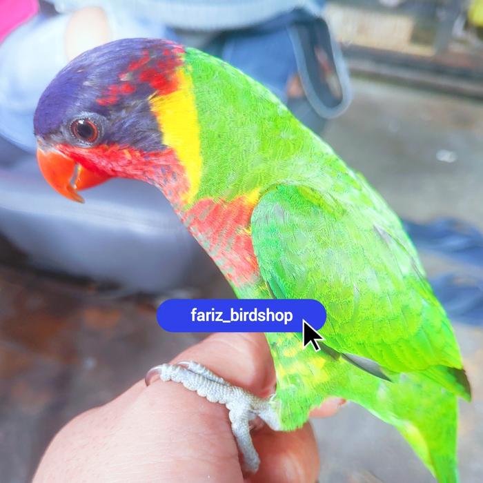 Gambar BURUNG NORI DORA JINAK JANTAN dari @FARIZ BIRDSHOP undefined Tokopedia