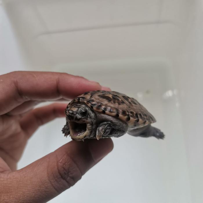 Gambar Mexican Giant Musk Turtle / Kura MGM dari Khasanah.Collection undefined Tokopedia