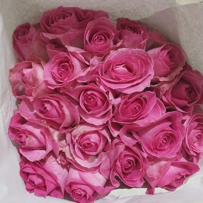 Gambar bunga mawar pink 20 batang asli dan segar - Pink dari Love Cimochi undefined Tokopedia