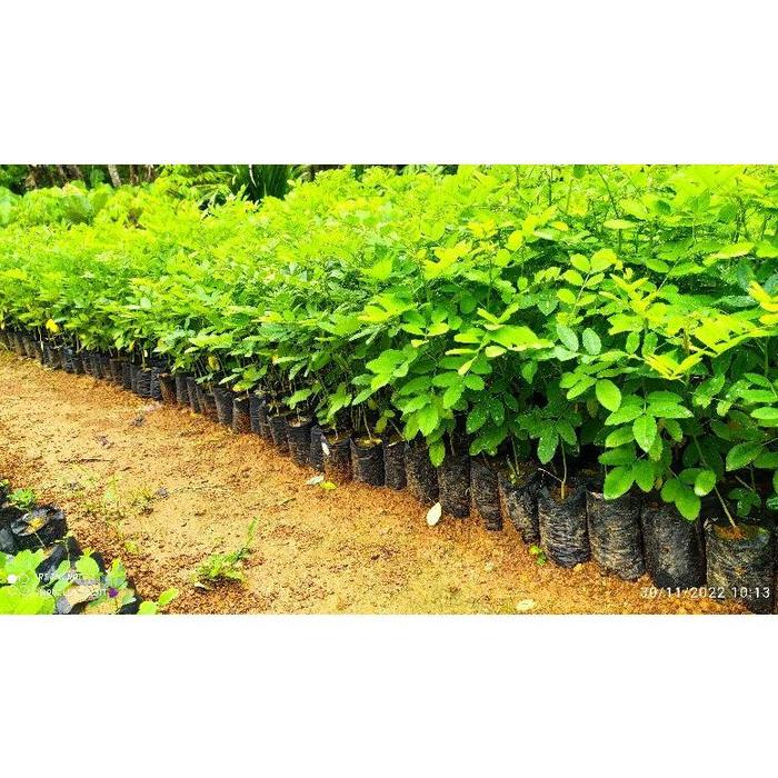 Gambar Bibit Indigofera Tinggi 50cm Siap Tanam Pakan Ternak Ruminansia dari Mulya Tanii undefined Tokopedia