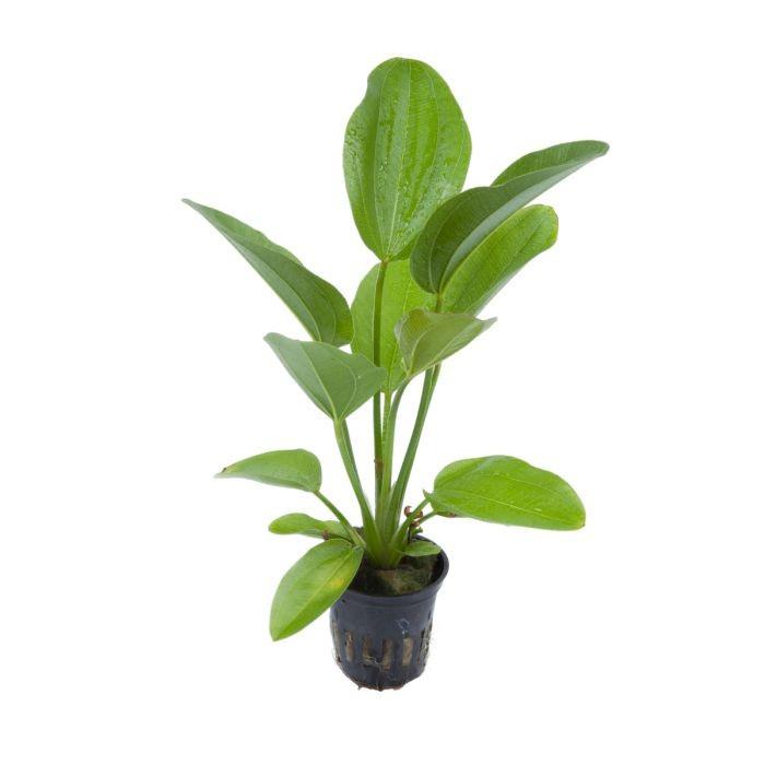 Gambar Tanaman echinodorus palaefolius - Melati Air dari Bee Flower1 undefined Tokopedia