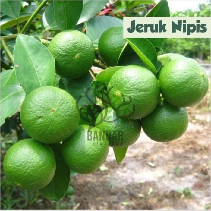 Gambar Bibit Buah Jeruk Nipis Tanaman Hias Sudah Berbuah Termurah EE01 dari Tanimudajaya11 undefined Tokopedia