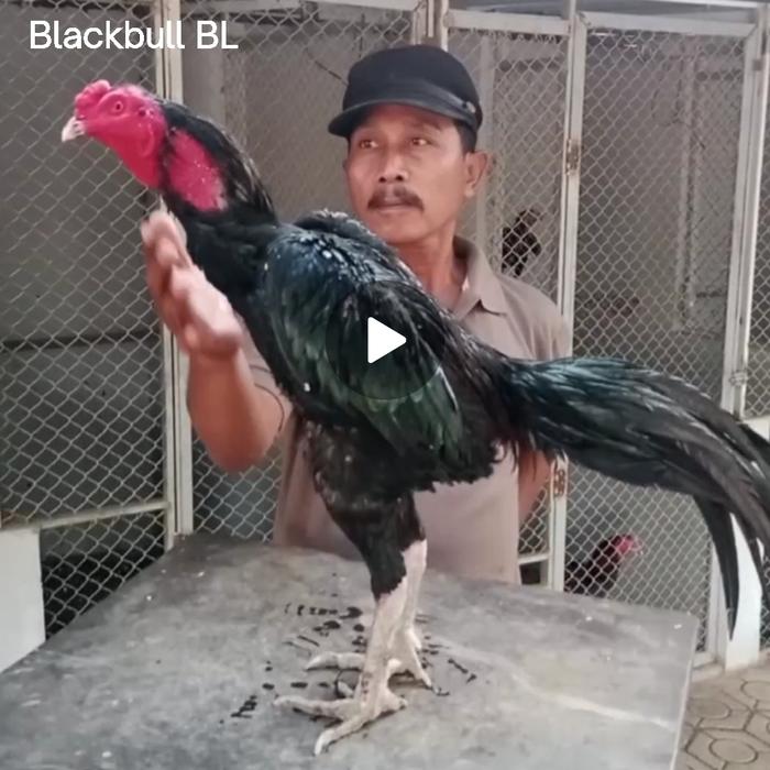 Gambar ayam trah blackbull bl lock brakot usia 1  bulan dari ADAM FARM DEMAK undefined Tokopedia