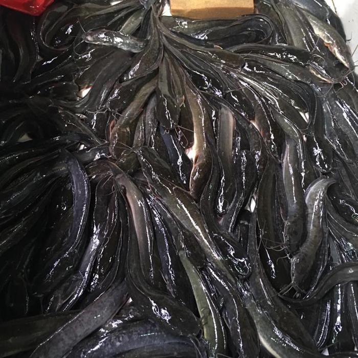 Gambar Ikan Lele 1 kg dari Pasar modern BSD undefined Tokopedia