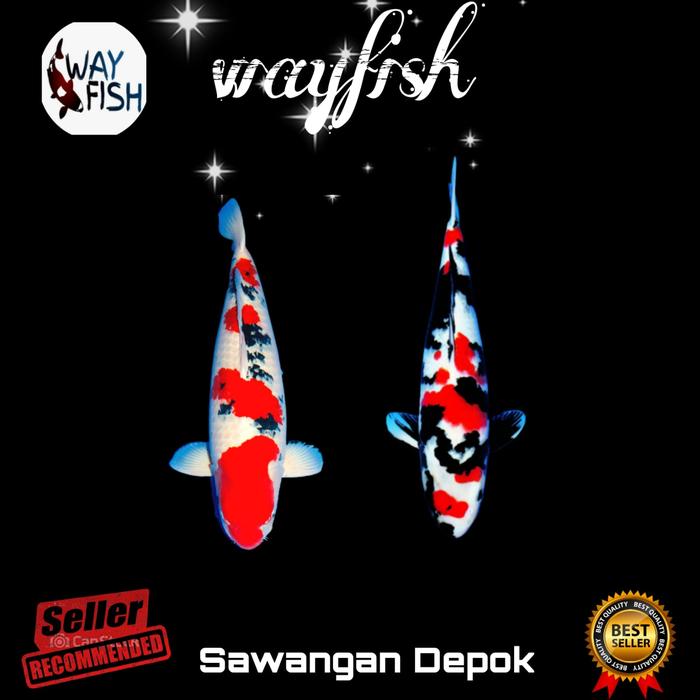 Gambar BIBIT KOI BERKUALITAS SIZE 5-12 cm - SHOWA/SANKE, 5-9cm dari NUSIQA KOI CENTER undefined Tokopedia