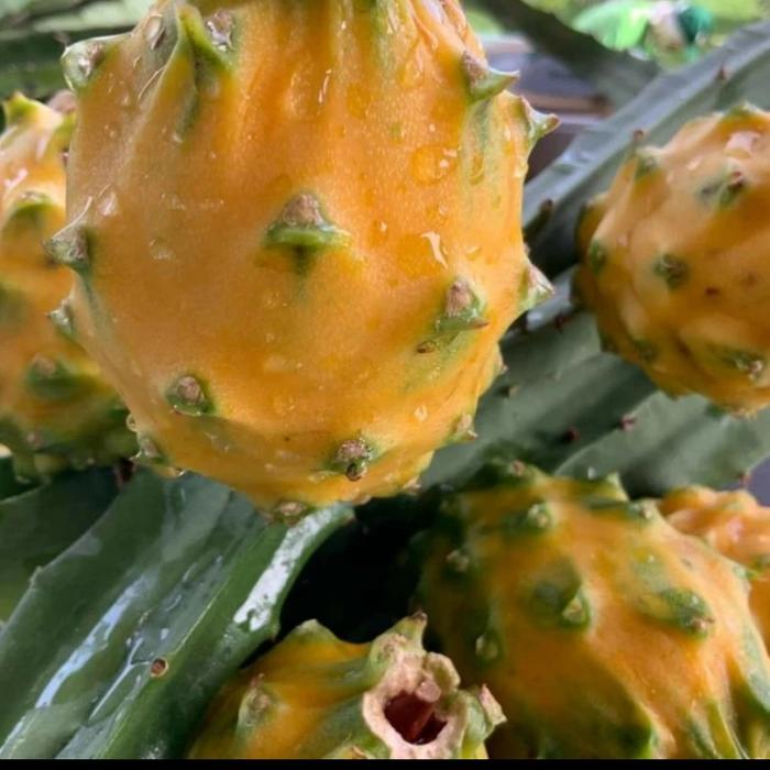 Gambar Bibit buah naga kuning palora ekuador fresh stek - palora ecuador, 15-25cm dari betrikshop96 undefined Tokopedia