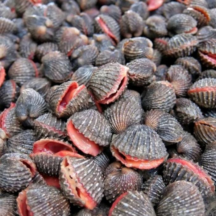 Gambar Kerang Dara Berkualitas 1kg dari IKAN LAUT SEGAR CAK AL FATH undefined Tokopedia