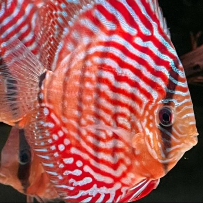Gambar Burayak Discus Berbagai Jenis Aquarium - turquise dari Fishtreasure. id undefined Tokopedia
