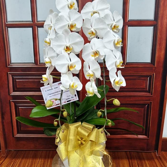 Gambar anggrek bulan 2 tangkai/anggrek kirim tangerang/bunga anggrek dari Naqieflorist undefined Tokopedia