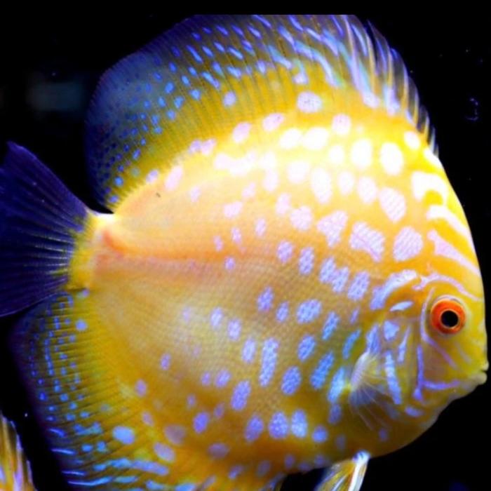 Gambar Burayak Discus Berbagai Jenis Aquarium - yellow Pigeon dari Fishtreasure. id undefined Tokopedia