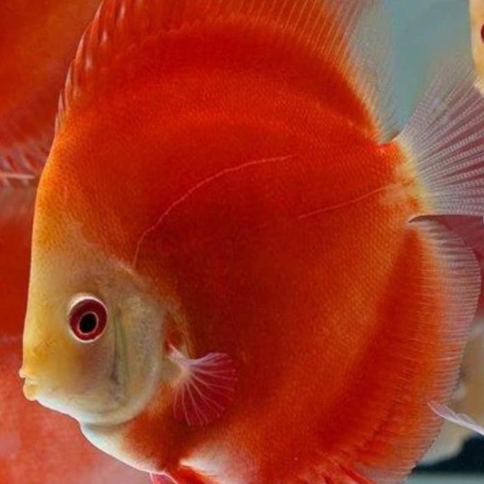 Gambar Burayak Discus Berbagai Jenis Aquarium - red golden dari Fishtreasure. id undefined Tokopedia