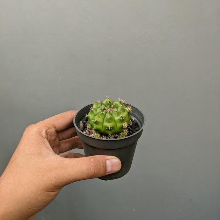 Gambar Kaktus gymno damsii hijau - A dari AnrilShop undefined Tokopedia